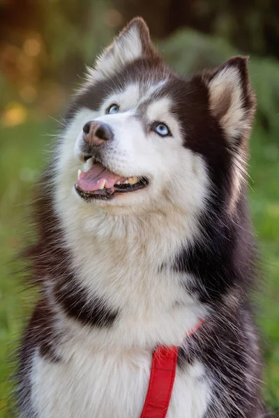 Syberyjski Husky na trawie i — Zdjęcie stockowe