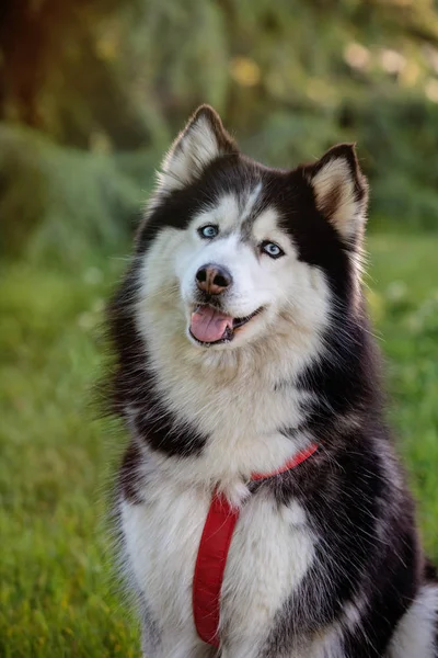 Szibériai husky a fű i — Stock Fotó