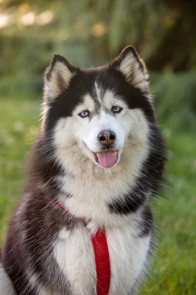 Husky siberiano na grama i — Fotografia de Stock