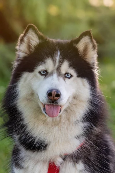 Husky siberiano na grama i — Fotografia de Stock