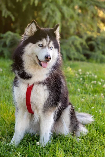 Husky siberiano na grama i — Fotografia de Stock