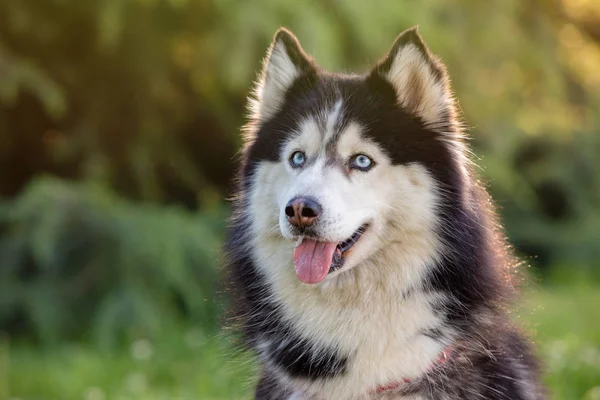 Husky siberiano na grama i — Fotografia de Stock