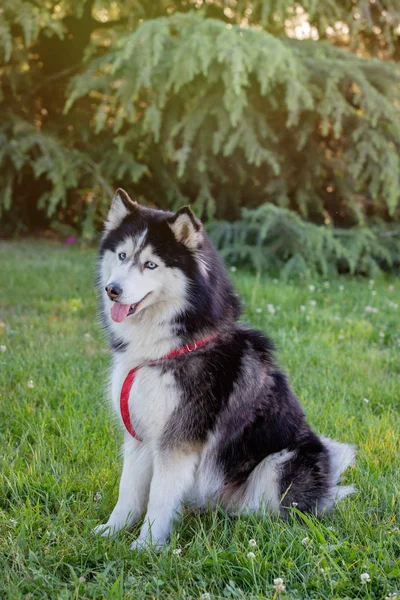 Husky siberiano na grama i — Fotografia de Stock