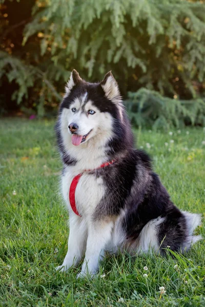 Husky siberiano en la hierba i — Foto de Stock