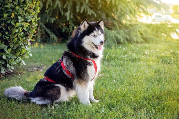 Husky siberiano na grama i — Fotografia de Stock