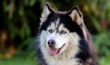 Sibirya Husky çim üzerinde i