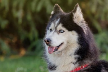 Sibirya Husky çim üzerinde i