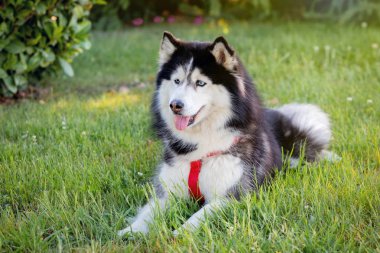 Sibirya Husky bir parkta çim üzerinde