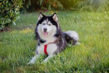 Sibirya Husky çim üzerinde i