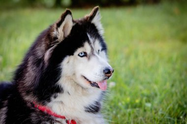Sibirya Husky çim üzerinde i