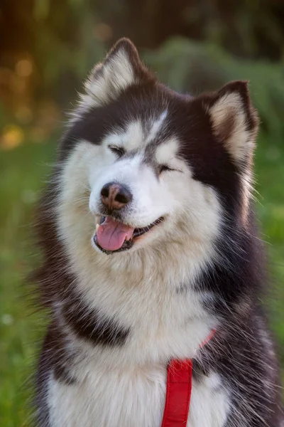 Sibirya Husky çim üzerinde i