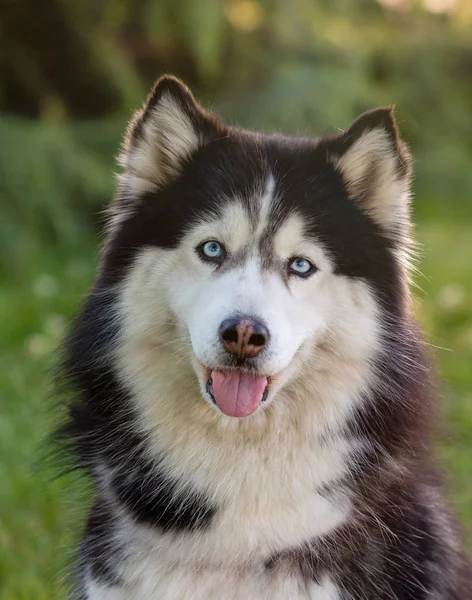 Szibériai husky a fű i — Stock Fotó