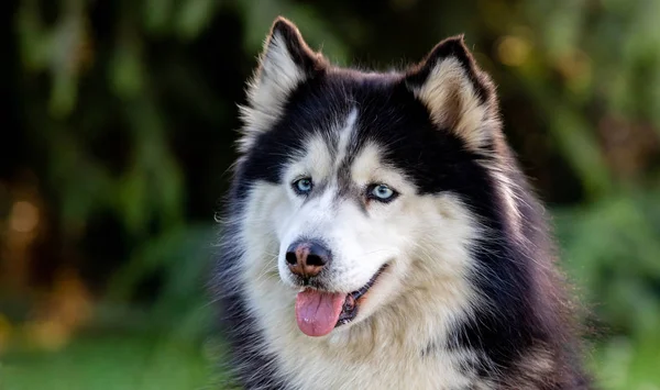 Syberyjski Husky na trawie i — Zdjęcie stockowe