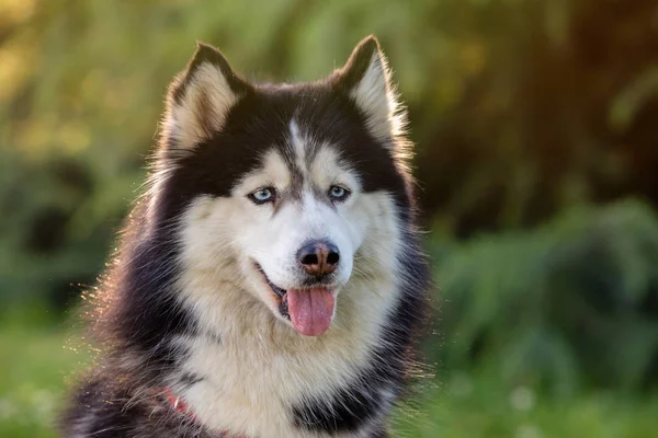 Syberyjski Husky na trawie i — Zdjęcie stockowe