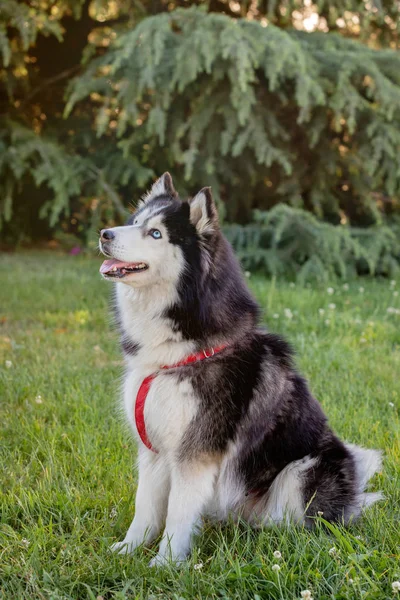 Husky siberiano na grama i — Fotografia de Stock