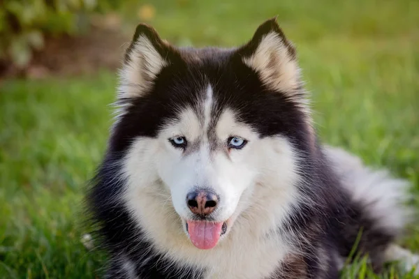 Syberyjski Husky na trawie i — Zdjęcie stockowe