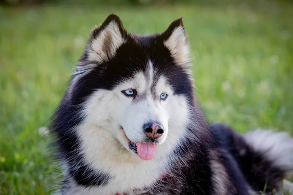 Husky siberiano na grama i — Fotografia de Stock