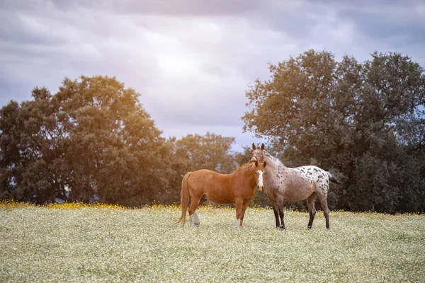 Couple of horses in a sunny day — Stock Photo, Image