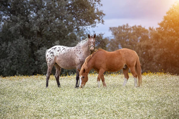 Paar paarden op een zonnige dag — Stockfoto