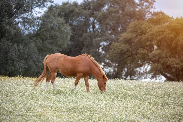 Free horse in a blossom meadow — Stock Photo, Image