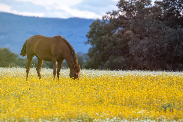 Free horse in a blossom meadow — Stock Photo, Image
