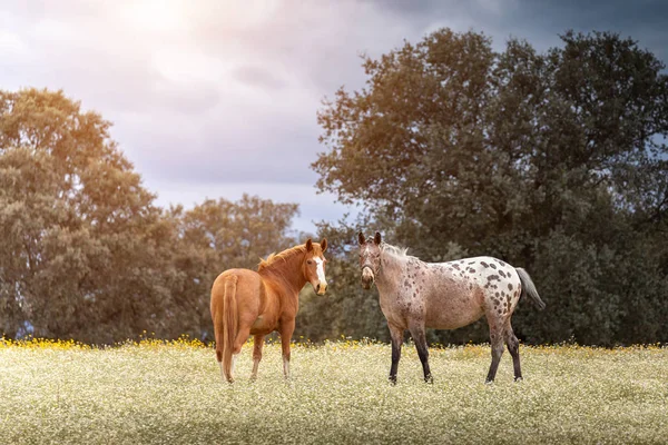 Paar paarden op een zonnige dag — Stockfoto