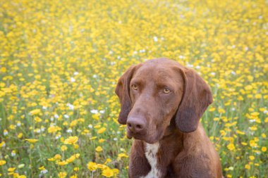Güzel Brown Braco Alman Shorthair