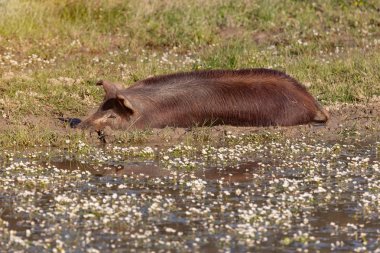 Kırsal kesimde otlayan İber domuzları 