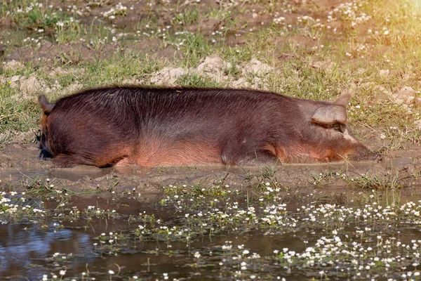 Cerdos ibéricos tomando un baño de barro —  Fotos de Stock
