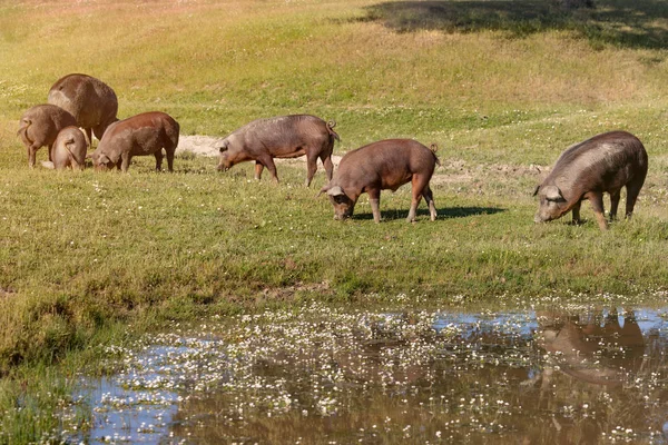 Cerdos ibéricos pastando en el campo — Foto de Stock