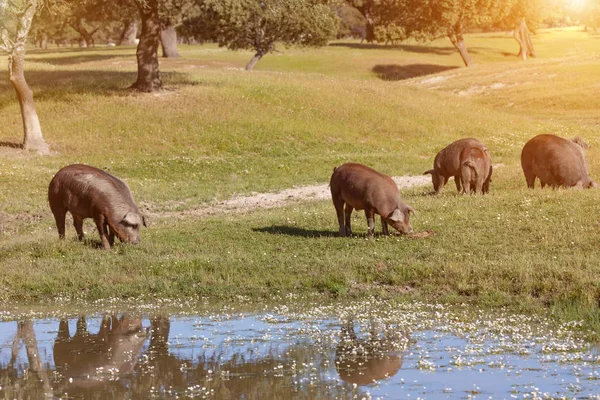 Suínos ibéricos pastando no campo — Fotografia de Stock