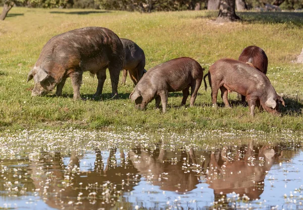 Cerdos ibéricos pastando en el campo — Foto de Stock