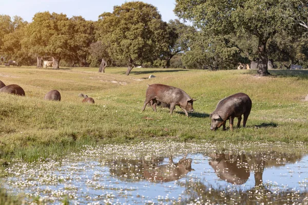 Suínos ibéricos pastando no campo — Fotografia de Stock