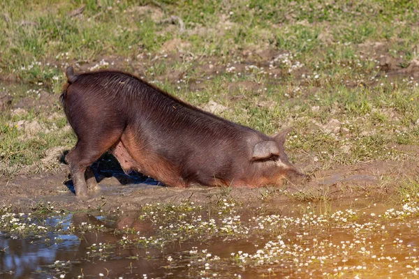 Cerdos ibéricos tomando un baño de barro —  Fotos de Stock