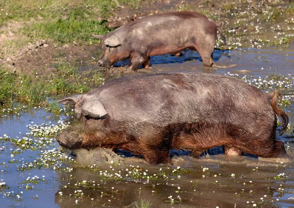 Cerdos ibéricos tomando un baño de barro —  Fotos de Stock