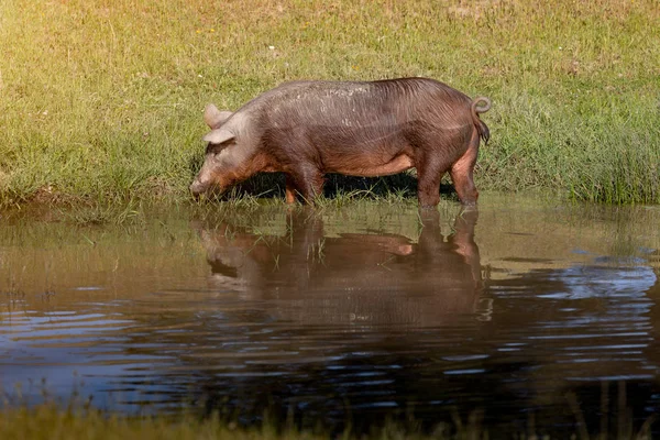 Porcos ibéricos tomando banho de lama — Fotografia de Stock