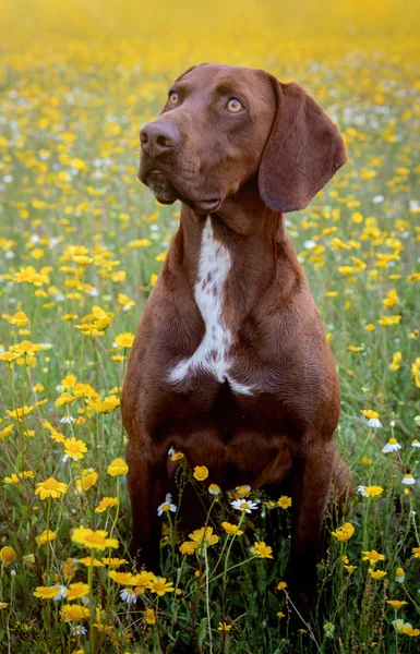 Beautiful Brown Braco German Shorthair — Stock Photo, Image