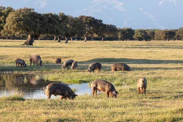 Cerdos Ibéricos Pastando Campo Primavera — Foto de Stock