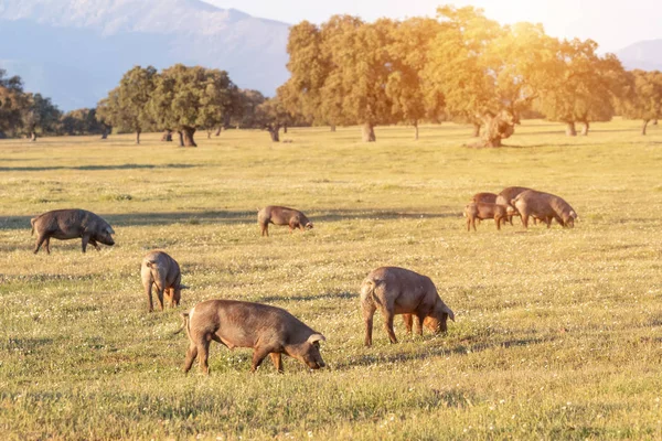 Iberische Schweine Auf Der Weide — Stockfoto