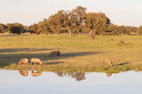 Cerdos Ibéricos Pastando Campo Primavera — Foto de Stock