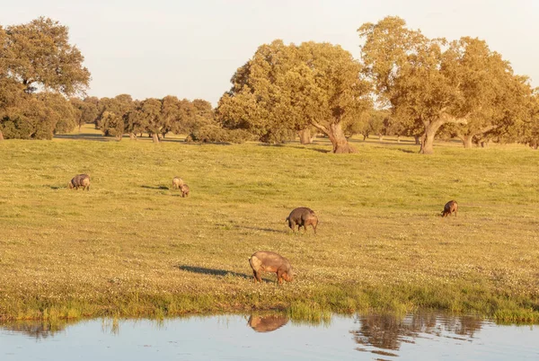 Cerdos Ibéricos Pastando Campo Primavera — Foto de Stock