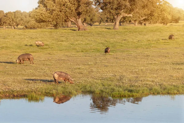 Iberiska Grisar Betar Landsbygden Våren — Stockfoto