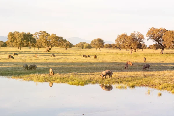 Iberiska Grisar Betar Landsbygden Våren — Stockfoto