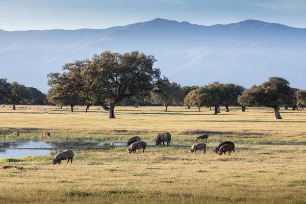 Cerdos Ibéricos Pastando Campo Primavera — Foto de Stock