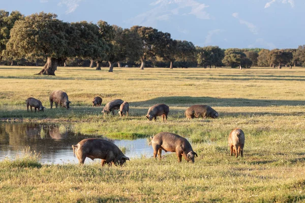 Iberiska Grisar Betar Landsbygden Våren — Stockfoto