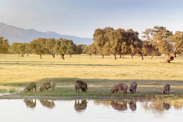 Iberiska Grisar Betar Landsbygden Våren — Stockfoto