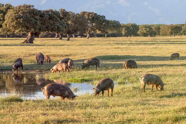 Cerdos Ibéricos Pastando Campo Primavera — Foto de Stock