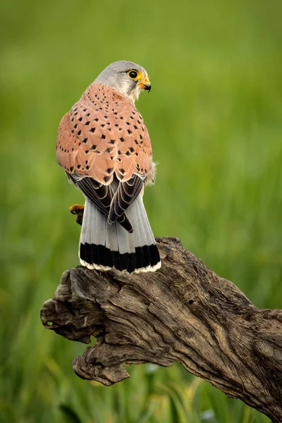 Schönes Profil Eines Turmfalken Der Natur Mit Natürlichem Hintergrund — Stockfoto