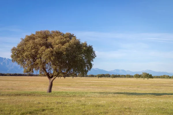 A beautiful countryside with a holm oak and a mountain — Stock Photo, Image