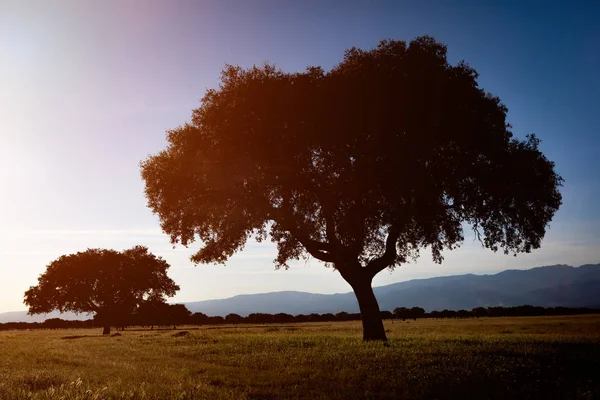 Beau Paysage Campagne Avec Deux Arbres Montagne Fond — Photo